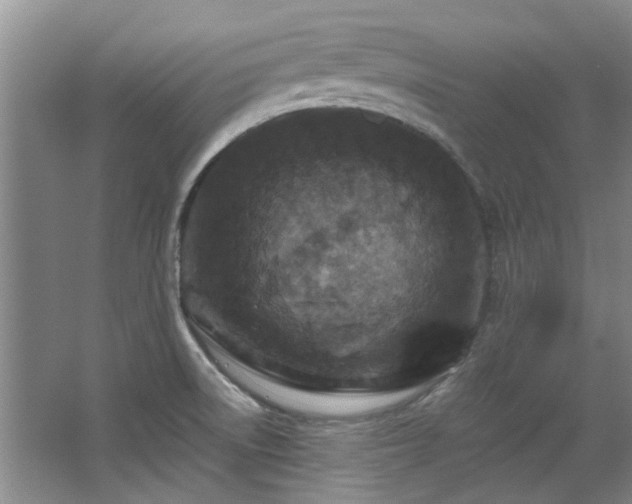 X0000068311522200604241350