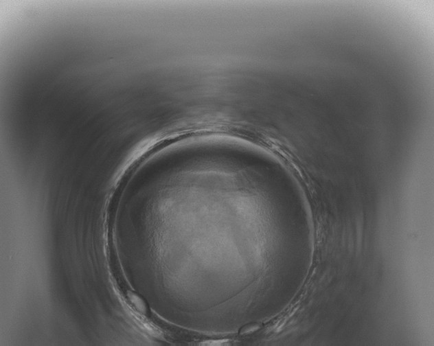 X0000068310054200604281746