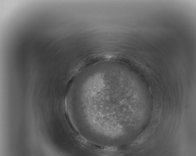 X0000068310720200604281735