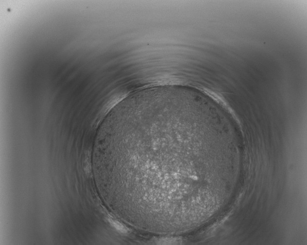 X0000068310889200604281732