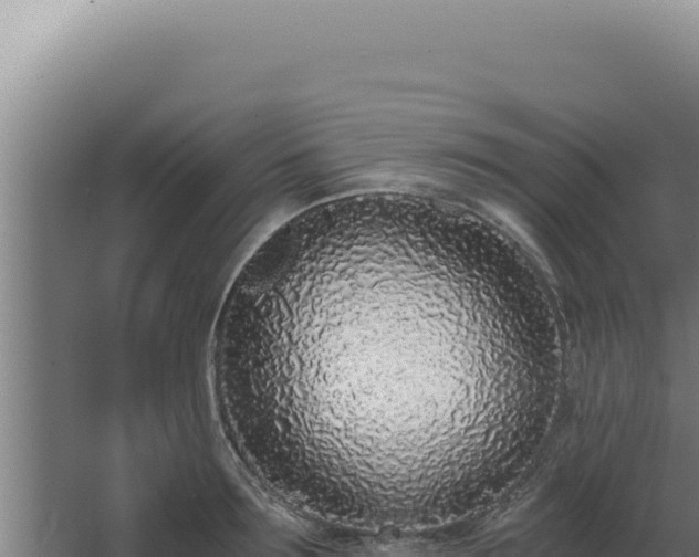 X0000068310899200604281732