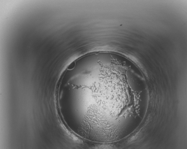 X0000068310998200604281731