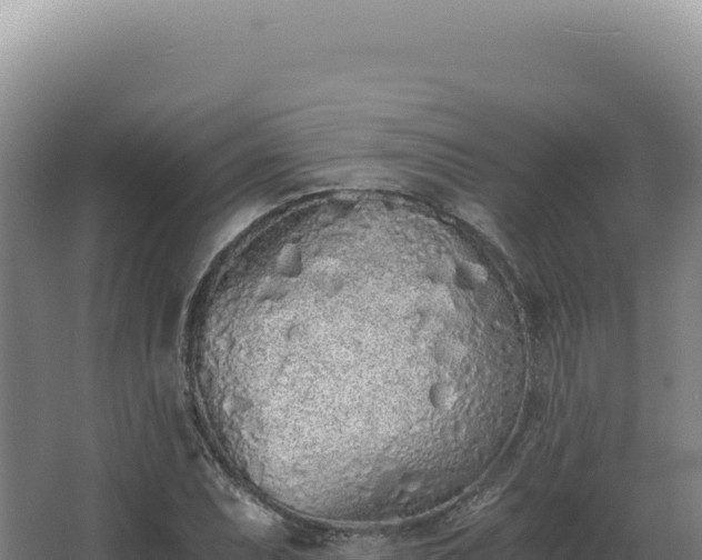 X0000068311071200604281729