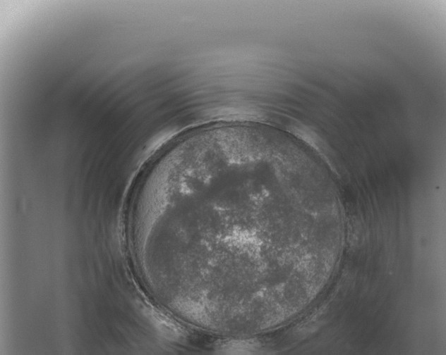 X0000068311074200604281729