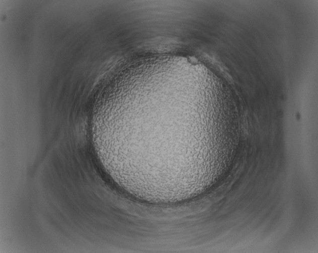 X0000068310018200605051542