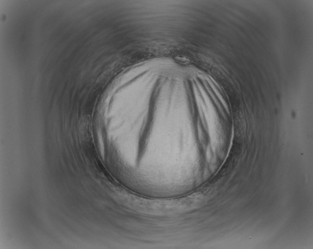 X0000068310034200605051542