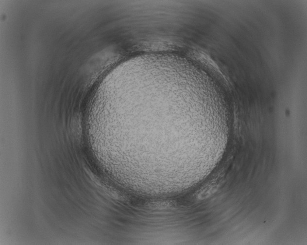 X0000068310202200605051539