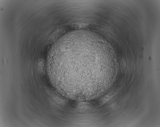 X0000068310222200605051539