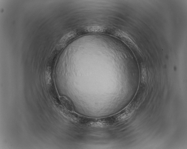 X0000068310259200605051538
