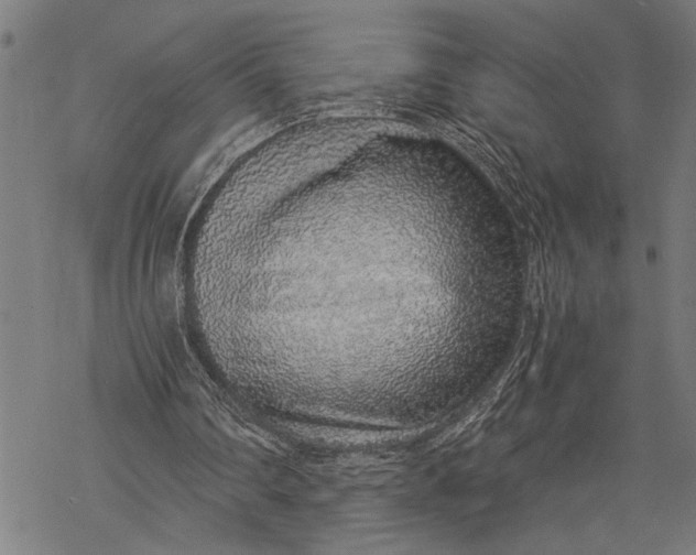 X0000068310290200605051538