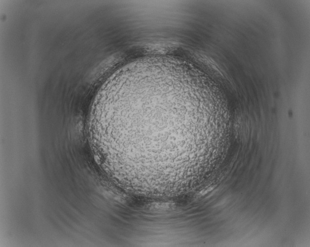 X0000068310314200605051537