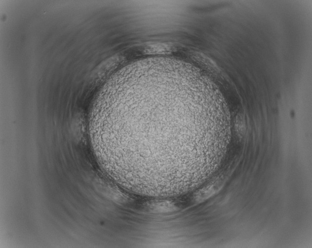 X0000068310322200605051537