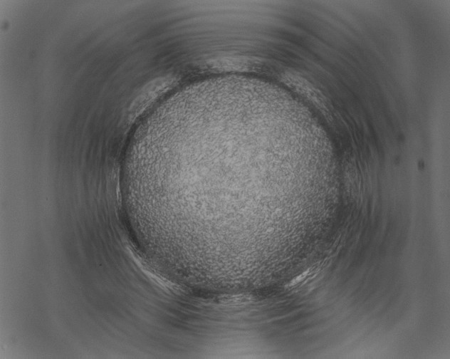 X0000068310398200605051536