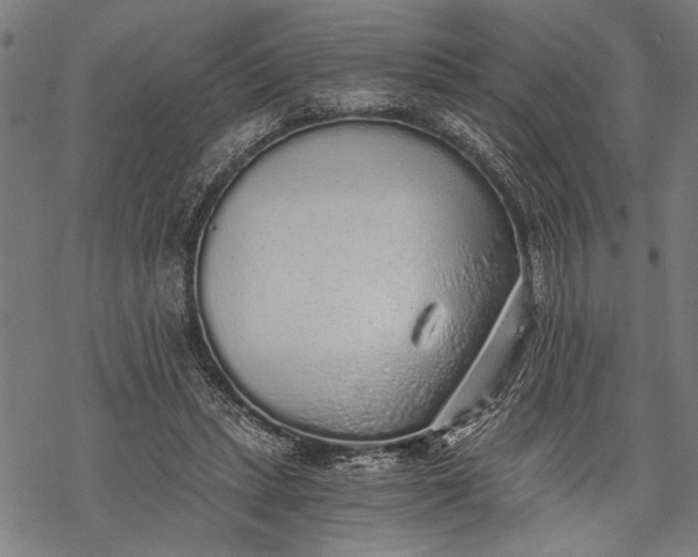 X0000068310447200605051535