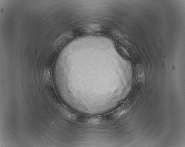 X0000068310523200605051534