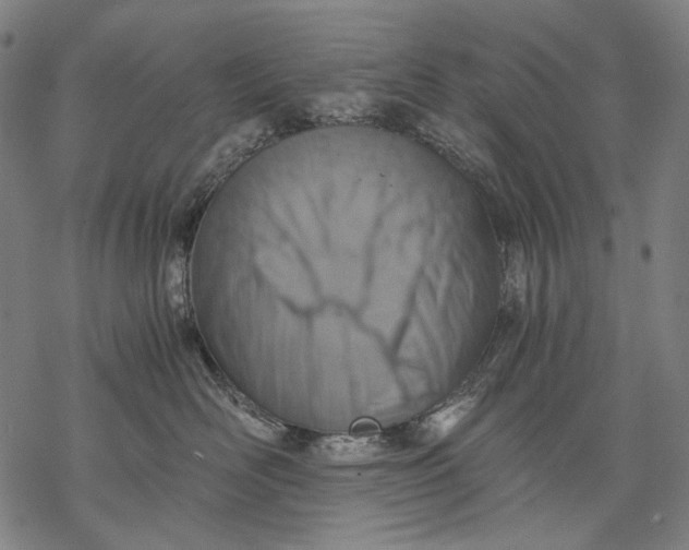 X0000068310526200605051534