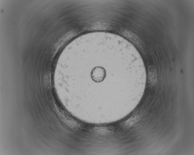 X0000068310534200605051533