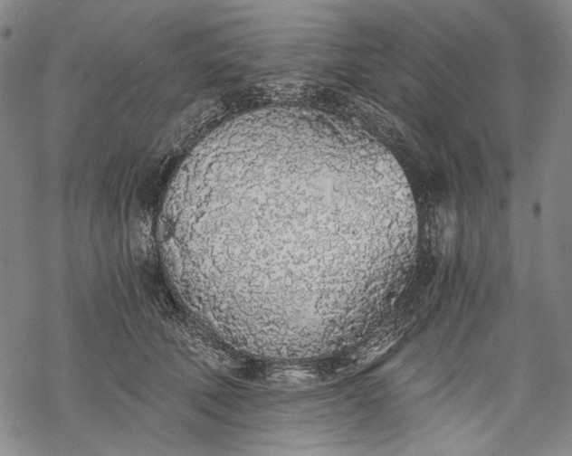 X0000068310610200605051532