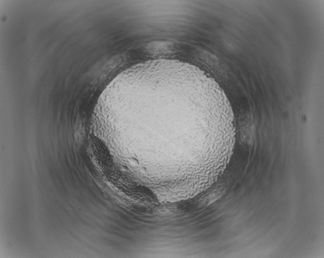 X0000068310618200605051532