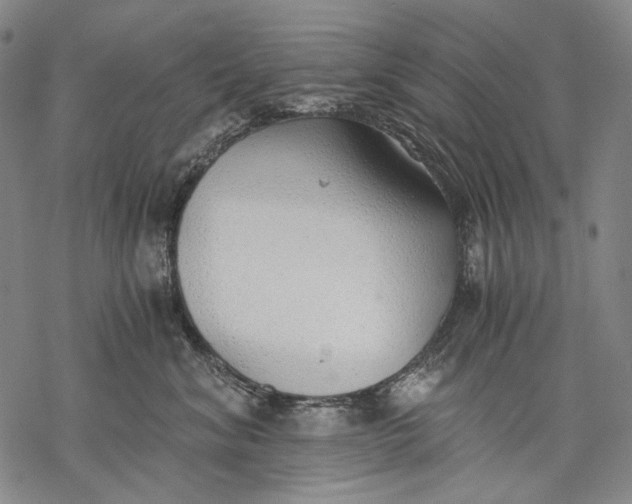 X0000068310620200605051532