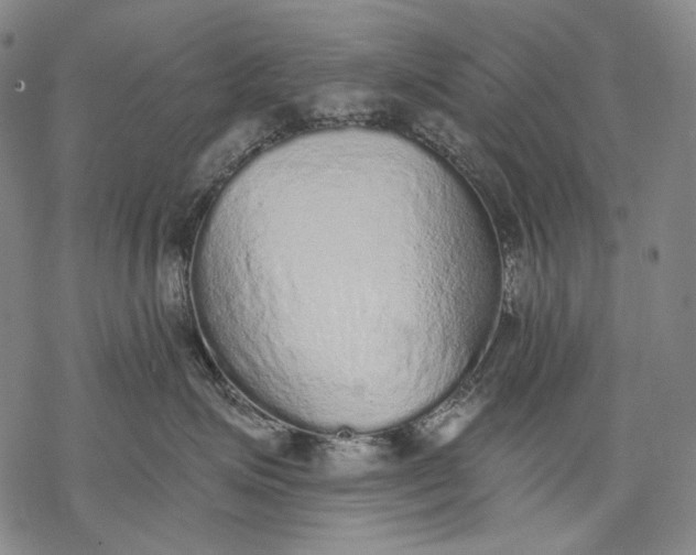 X0000068310623200605051532