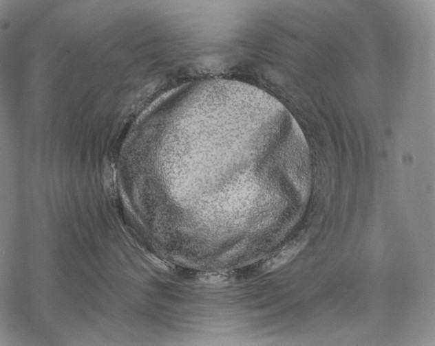 X0000068310624200605051532