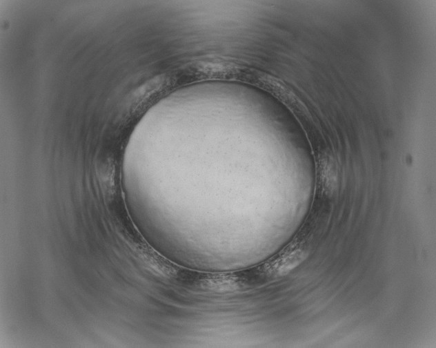 X0000068310668200605051532