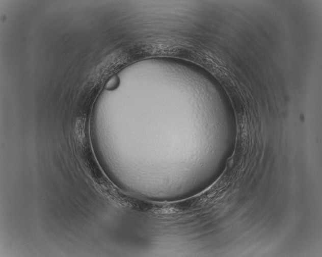 X0000068310695200605051531