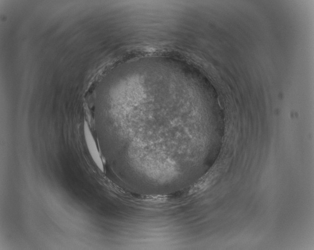 X0000068310720200605051531