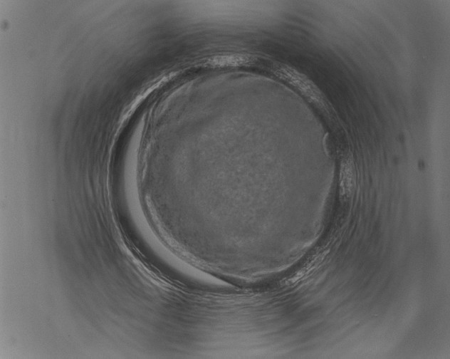 X0000068310722200605051530