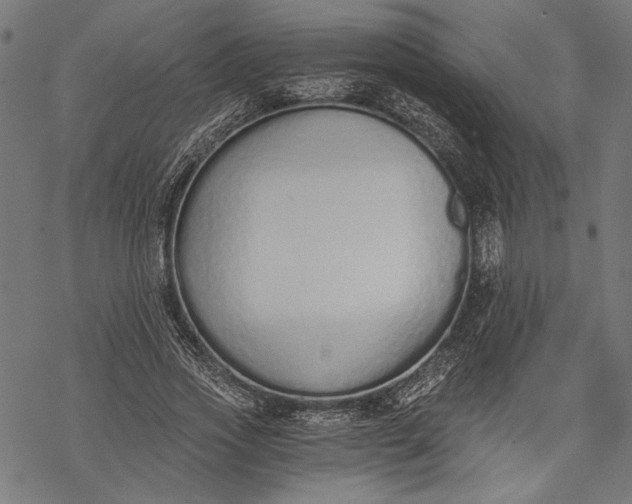 X0000068310733200605051530