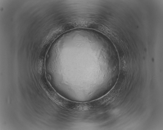 X0000068310742200605051530