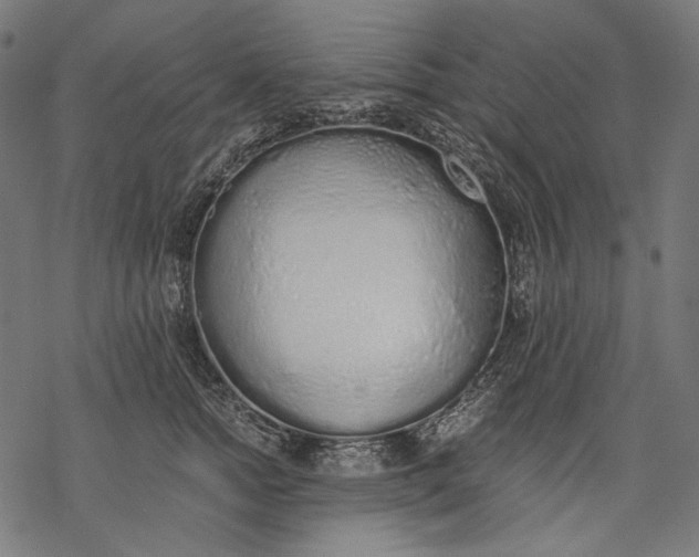 X0000068310758200605051530