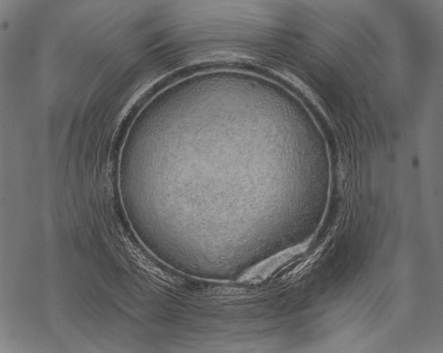 X0000068310783200605051530