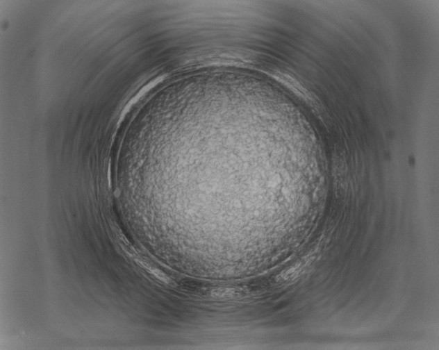 X0000068310790200605051529