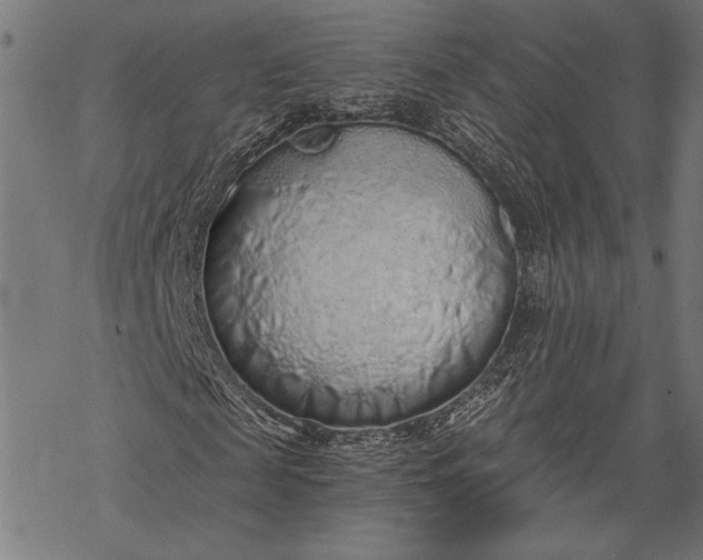 X0000068310817200605051528