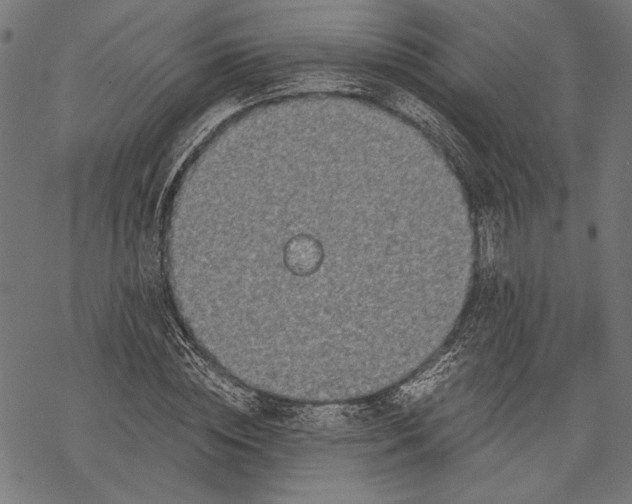 X0000068310828200605051528