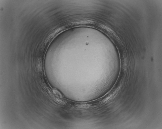 X0000068310833200605051529