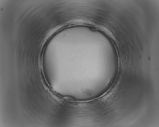 X0000068310839200605051529