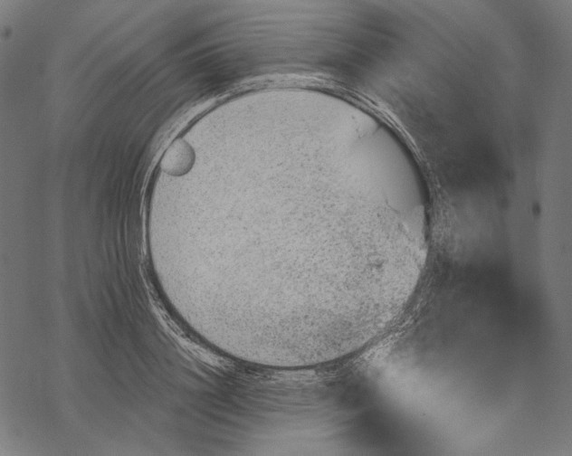 X0000068310844200605051529