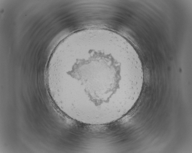 X0000068310856200605051529