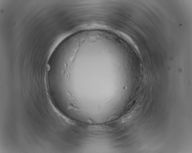 X0000068310863200605051529