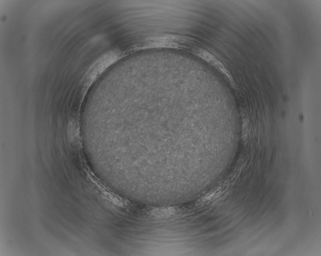 X0000068310882200605051528