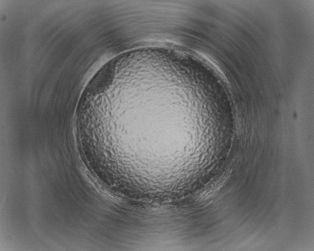 X0000068310899200605051528