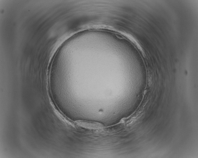 X0000068310903200605051528