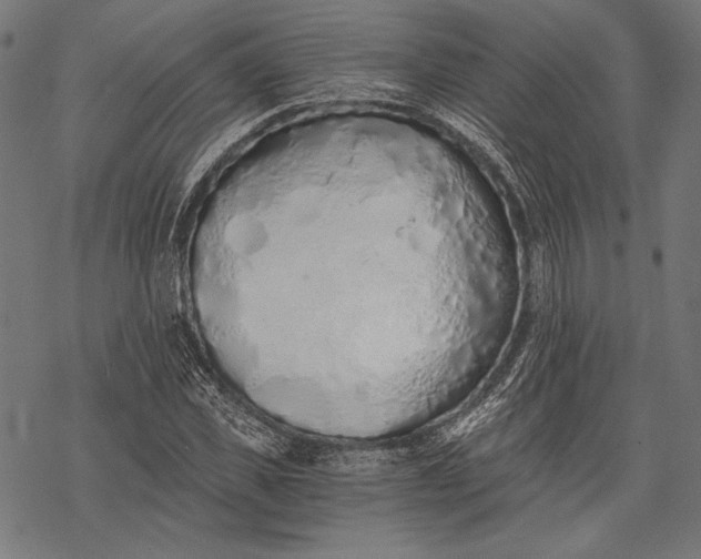 X0000068310925200605051527