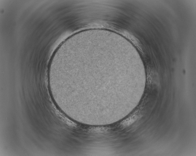 X0000068310950200605051527