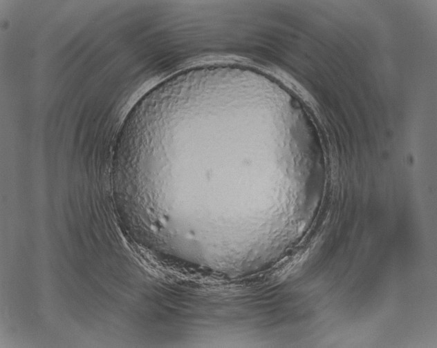 X0000068310953200605051527