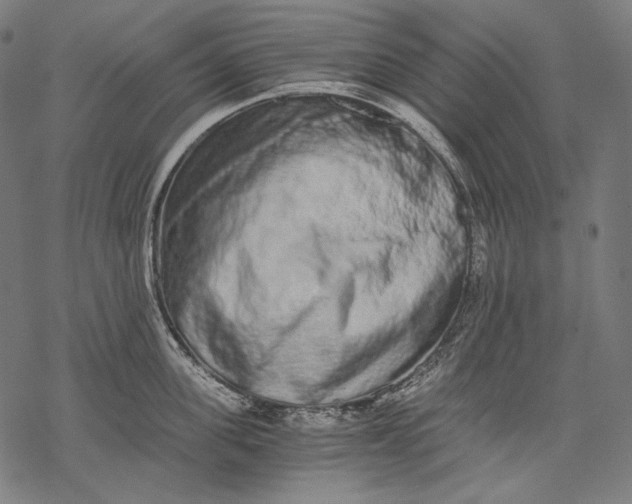 X0000068310955200605051527