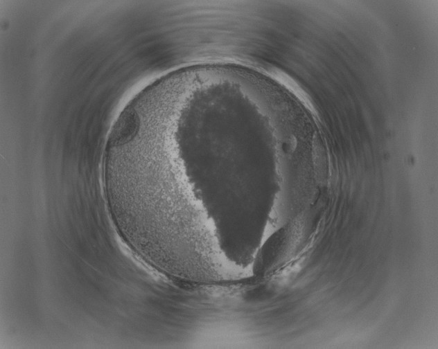 X0000068310958200605051527